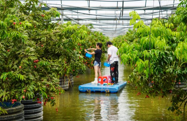 华城融 沪上荔枝红！首届开太水上荔枝采摘节启幕
